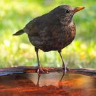 Amsel 