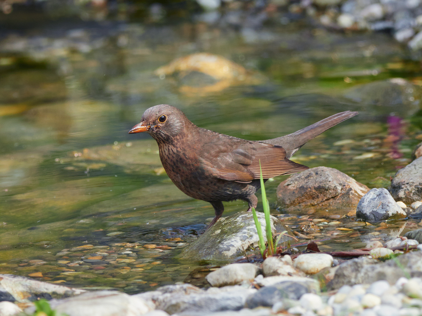 Amsel