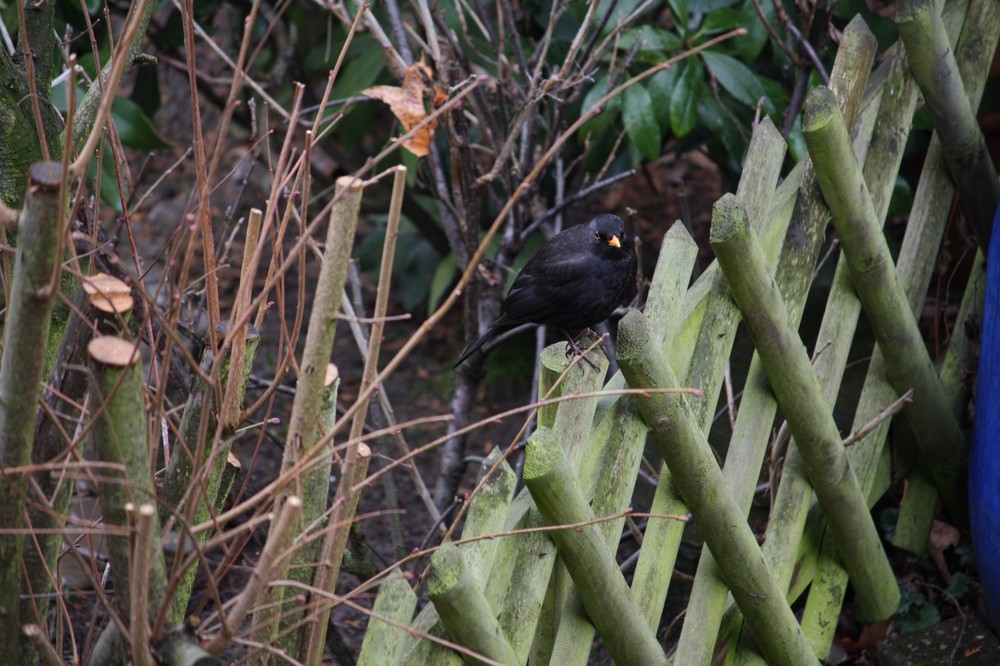 Amsel