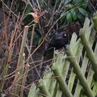 Amsel