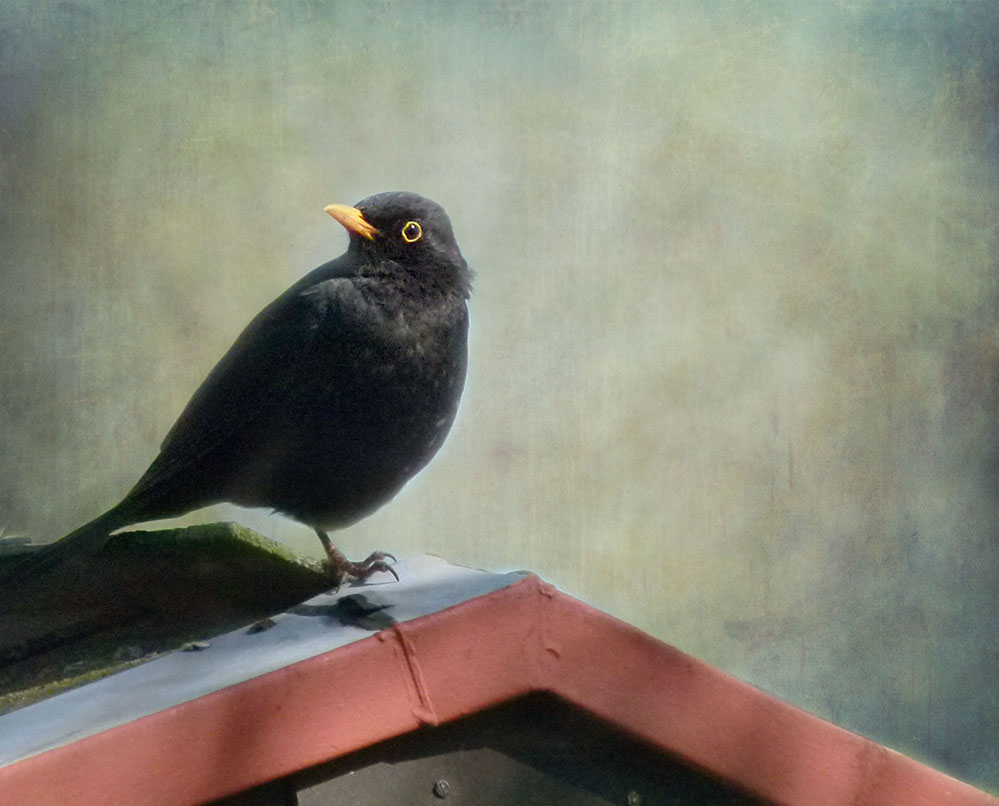 Amsel