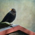 Amsel