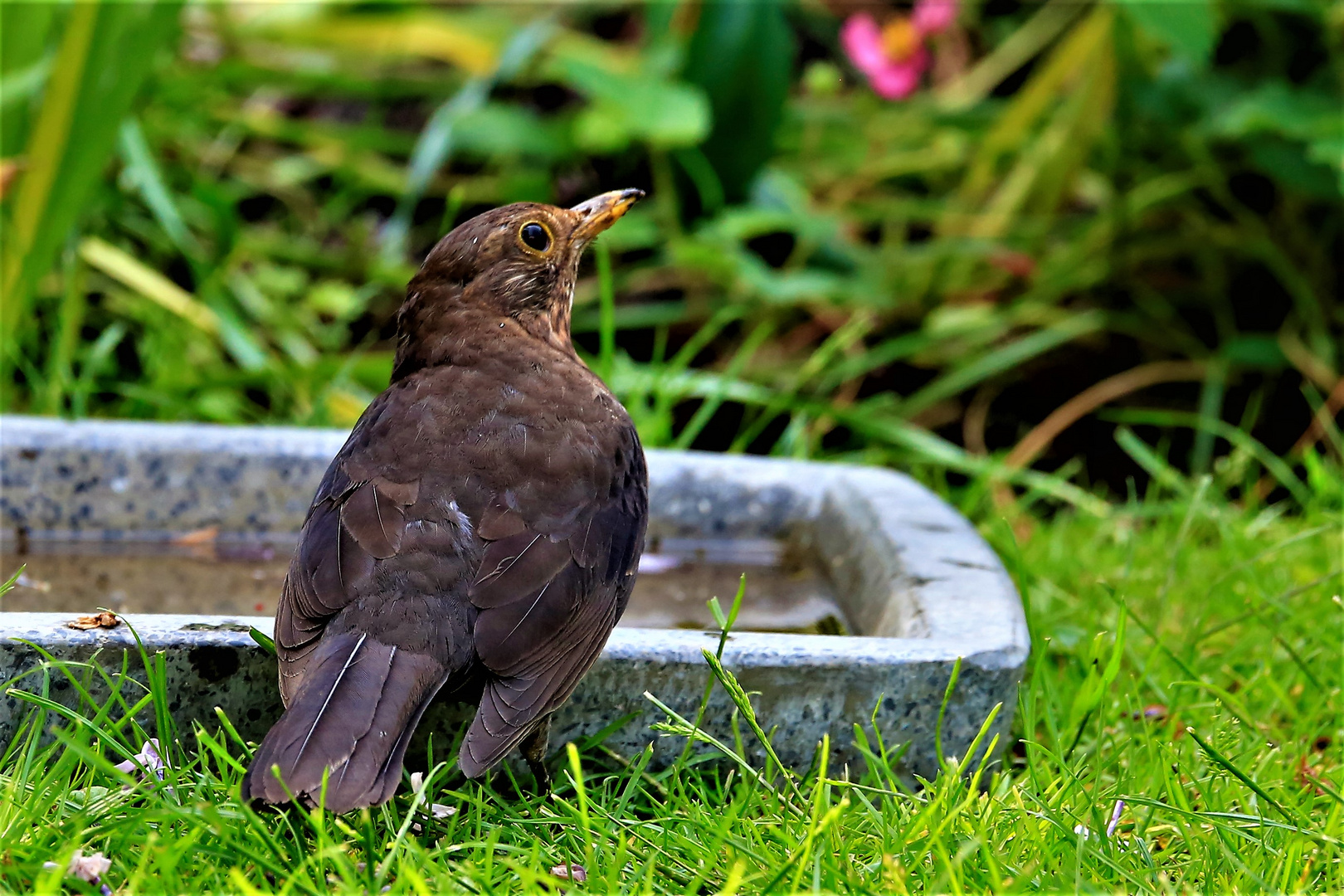 Amsel