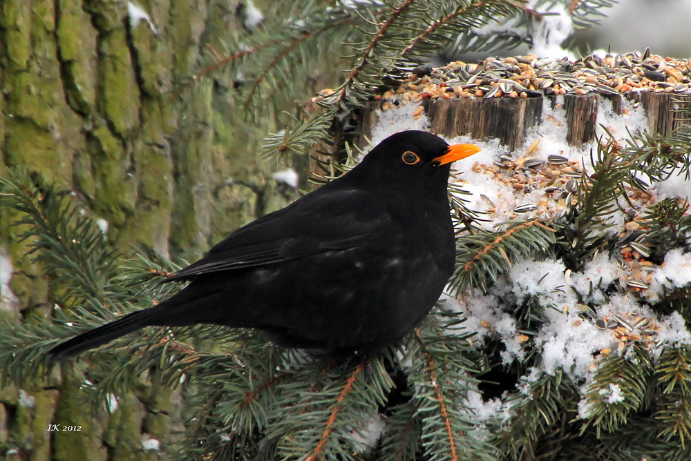 Amsel