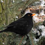 Amsel