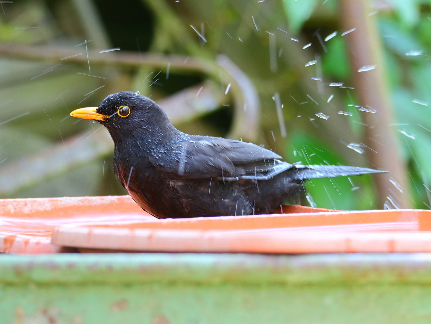 Amsel