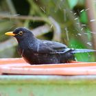 Amsel