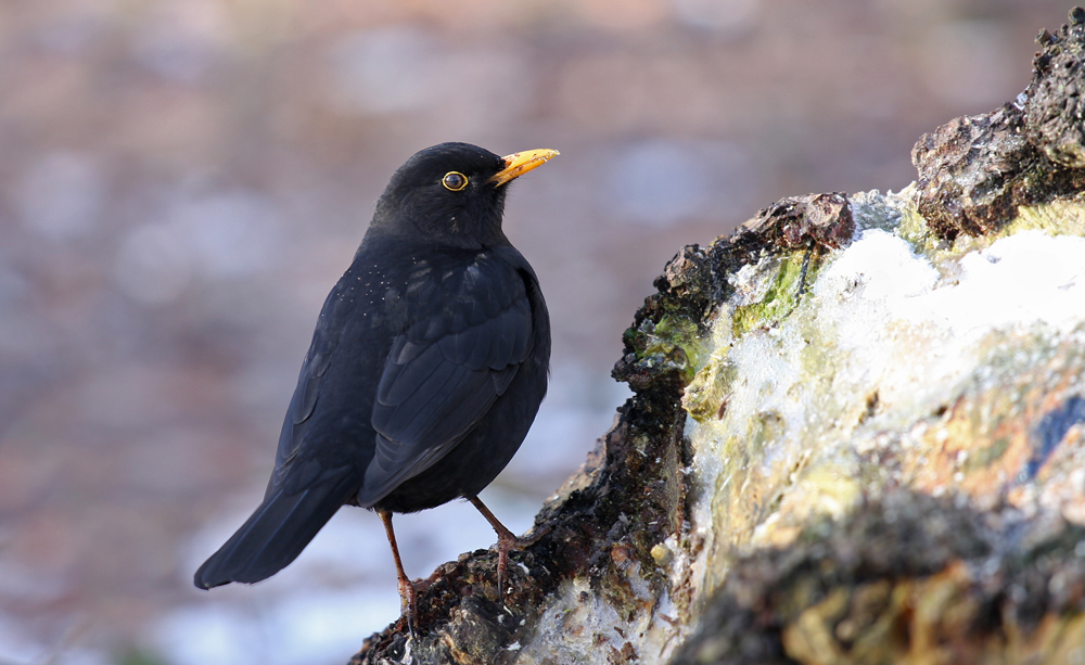 Amsel