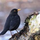 Amsel