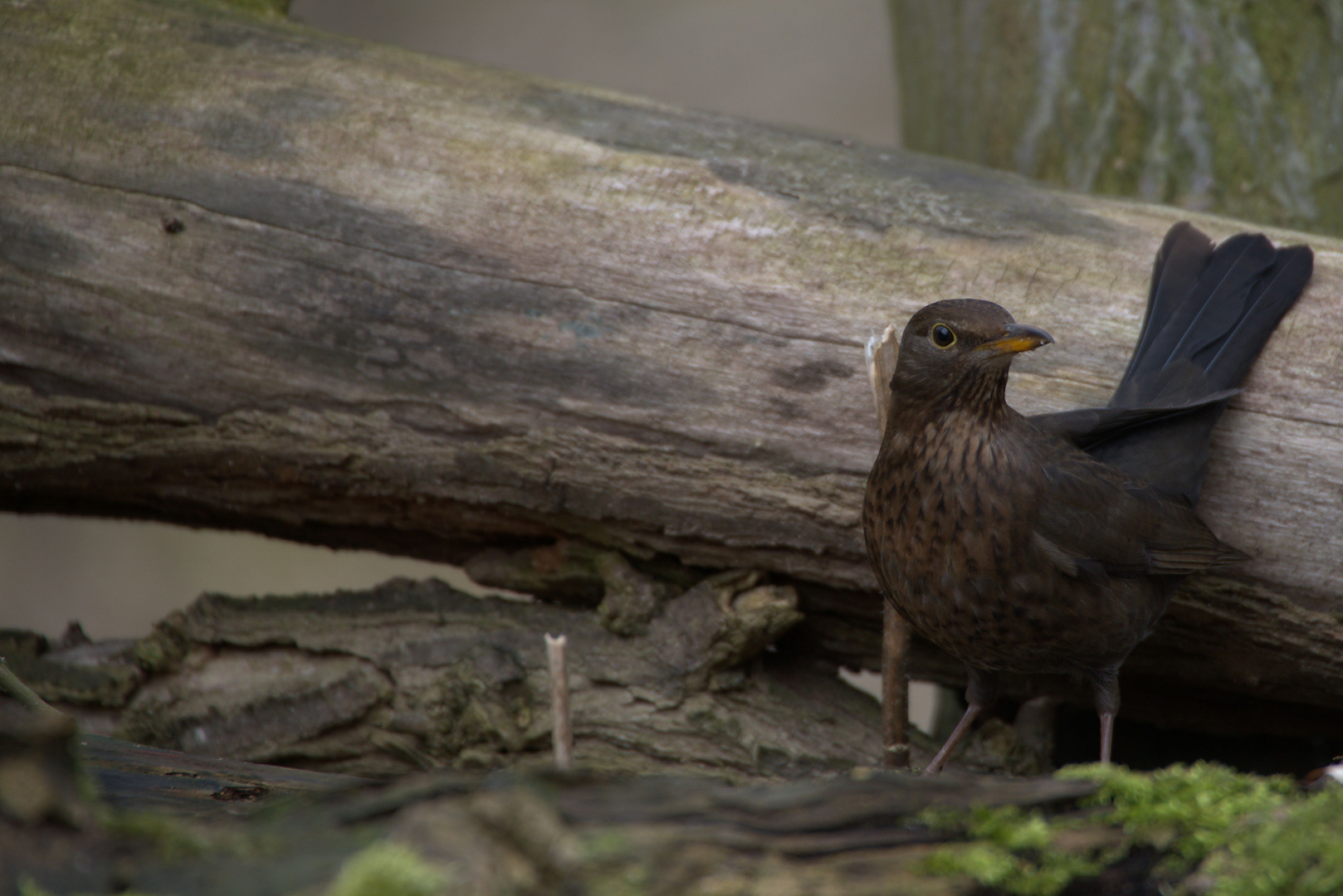 Amsel