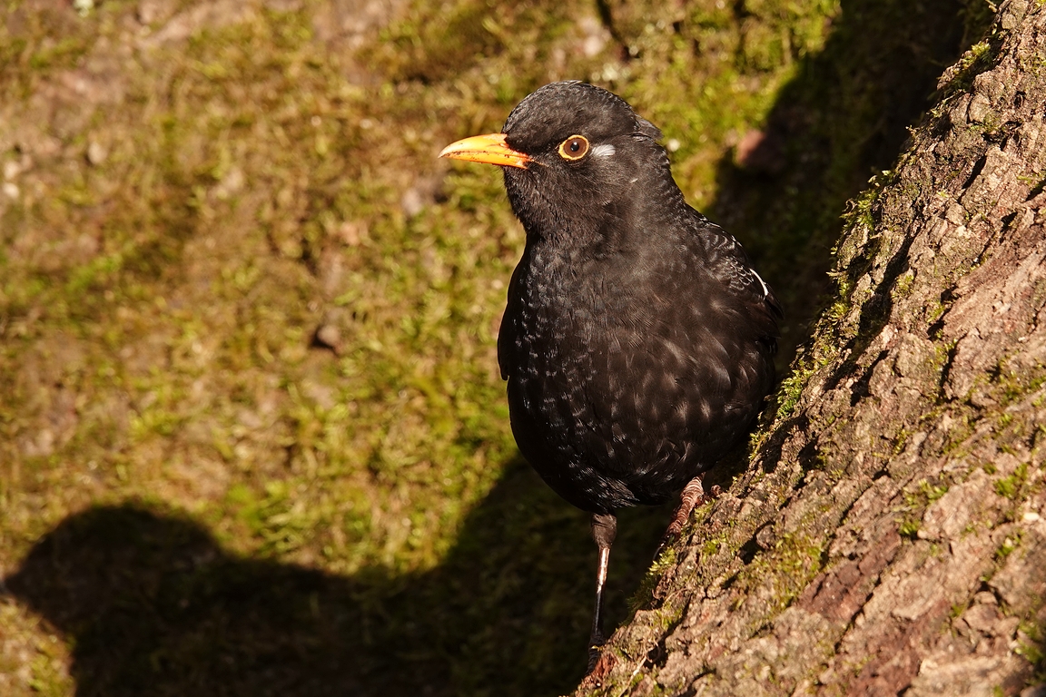 Amsel