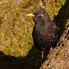 Amsel