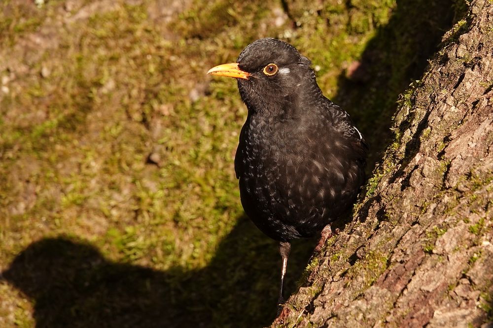 Amsel