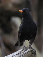 Amsel