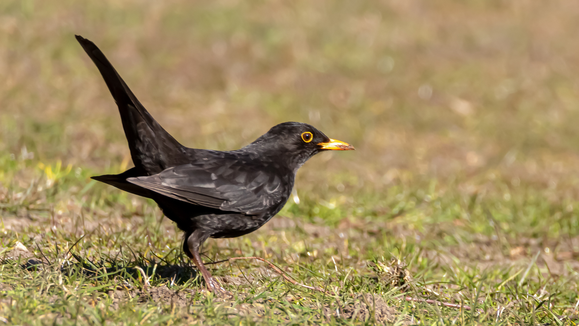 Amsel