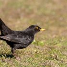 Amsel