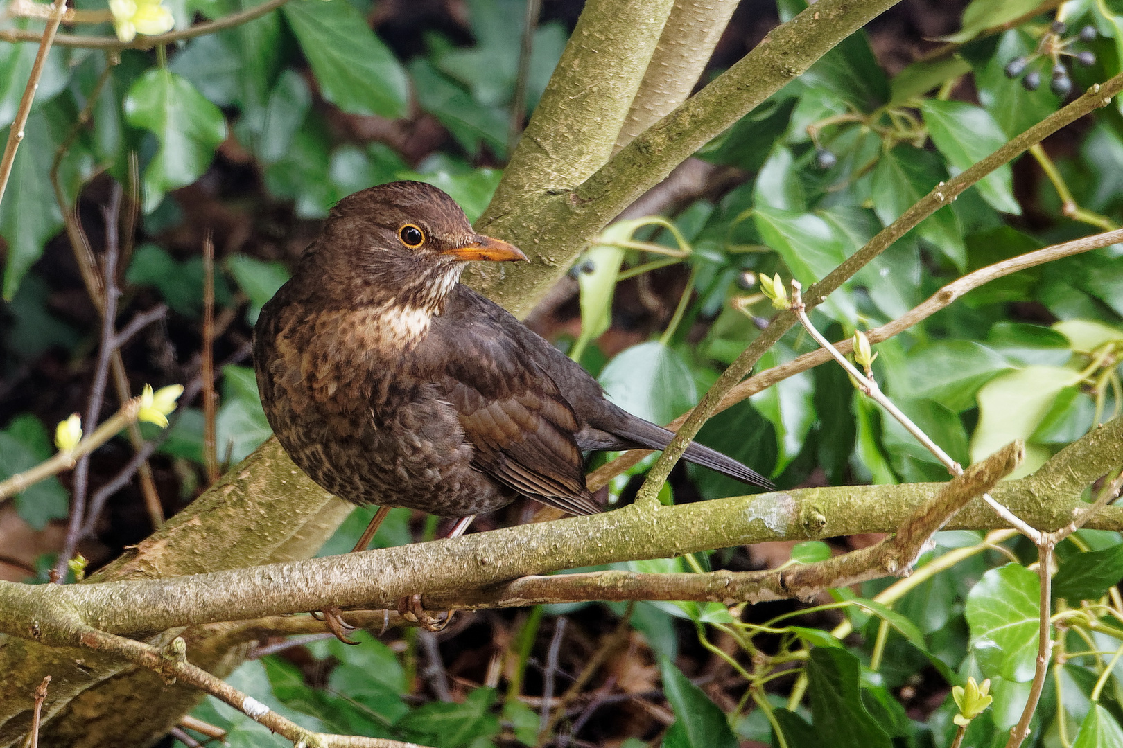 Amsel