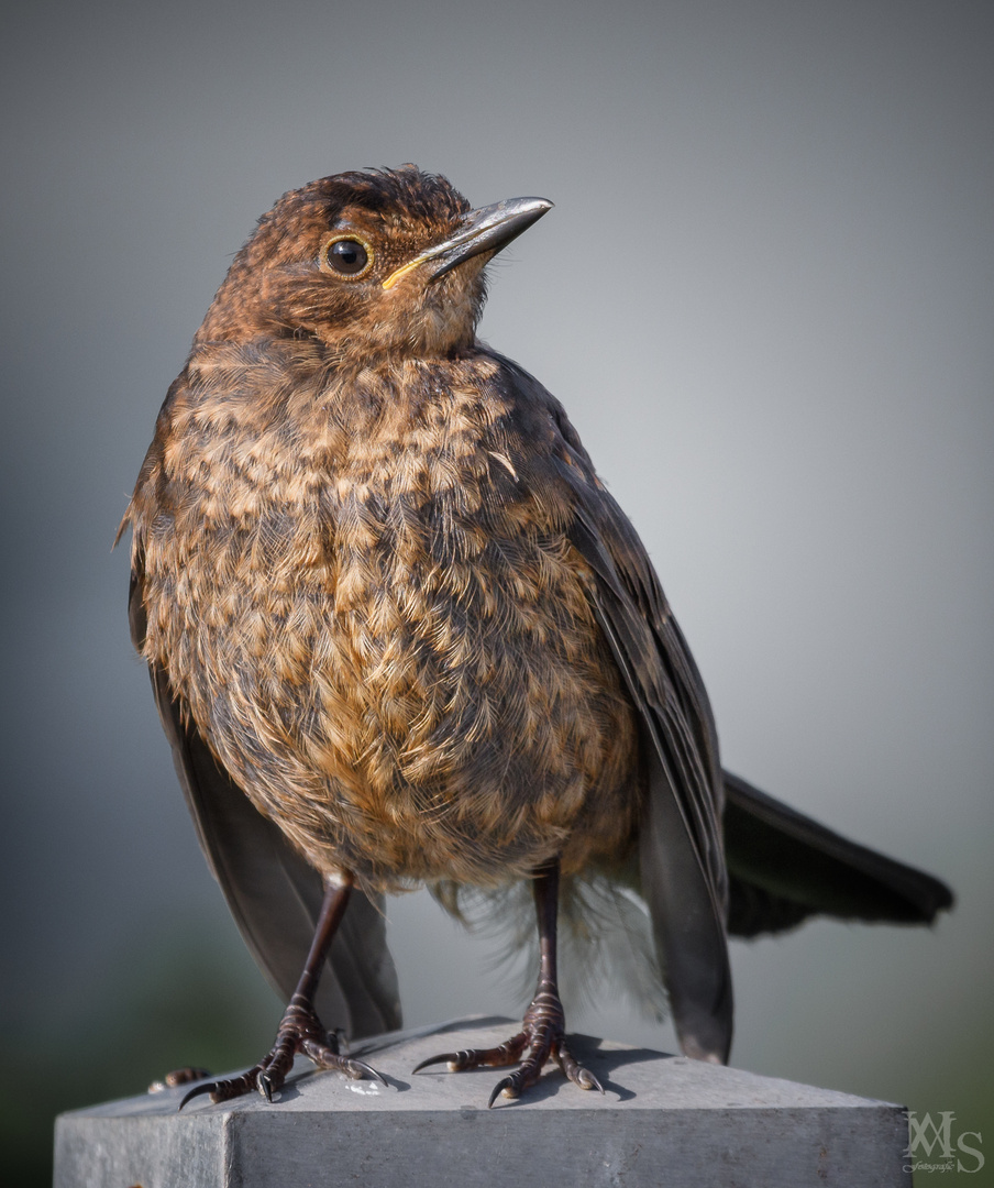 Amsel