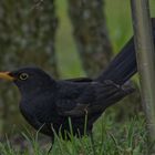 Amsel