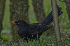 Amsel