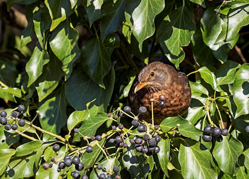 Amsel