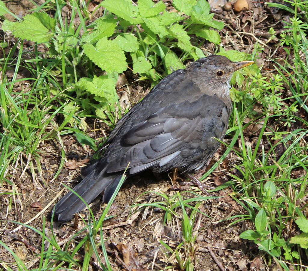  Amsel 