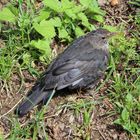  Amsel 