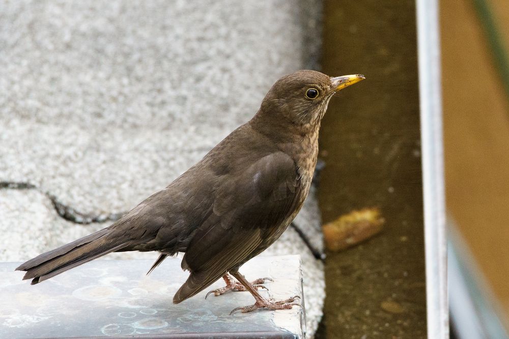 Amsel