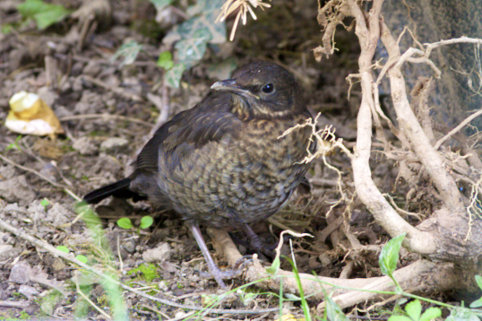 Amsel