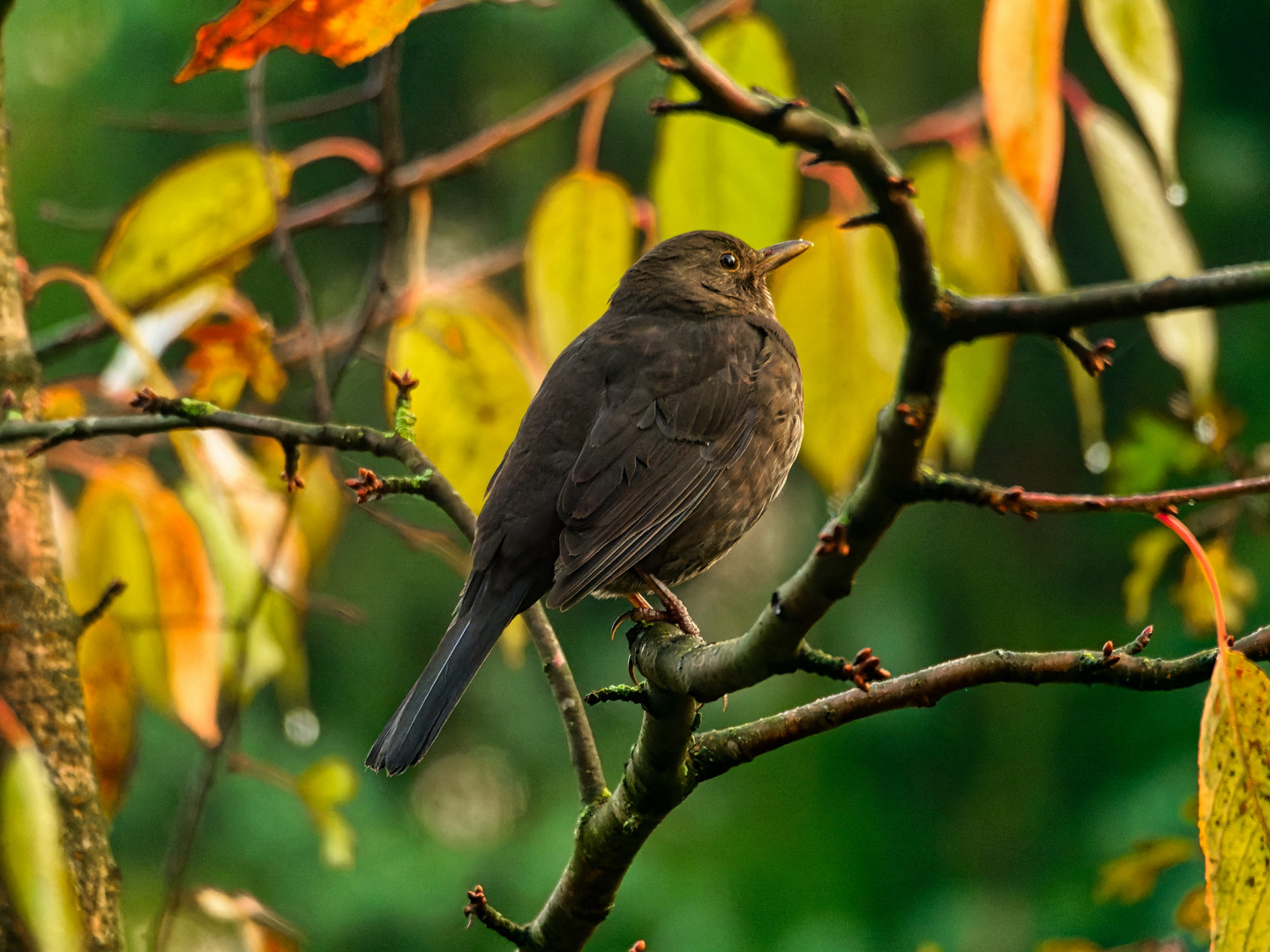 Amsel 