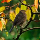 Amsel 