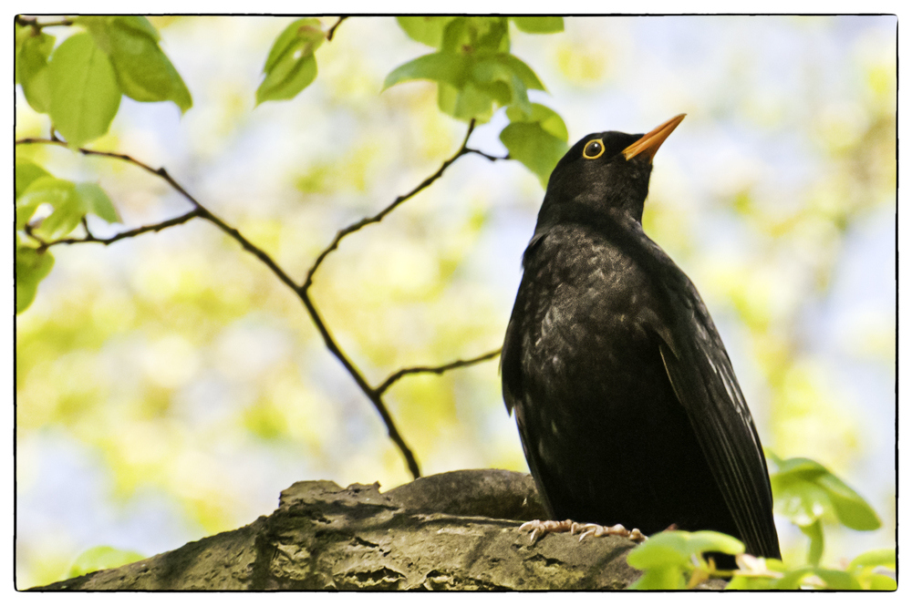 Amsel