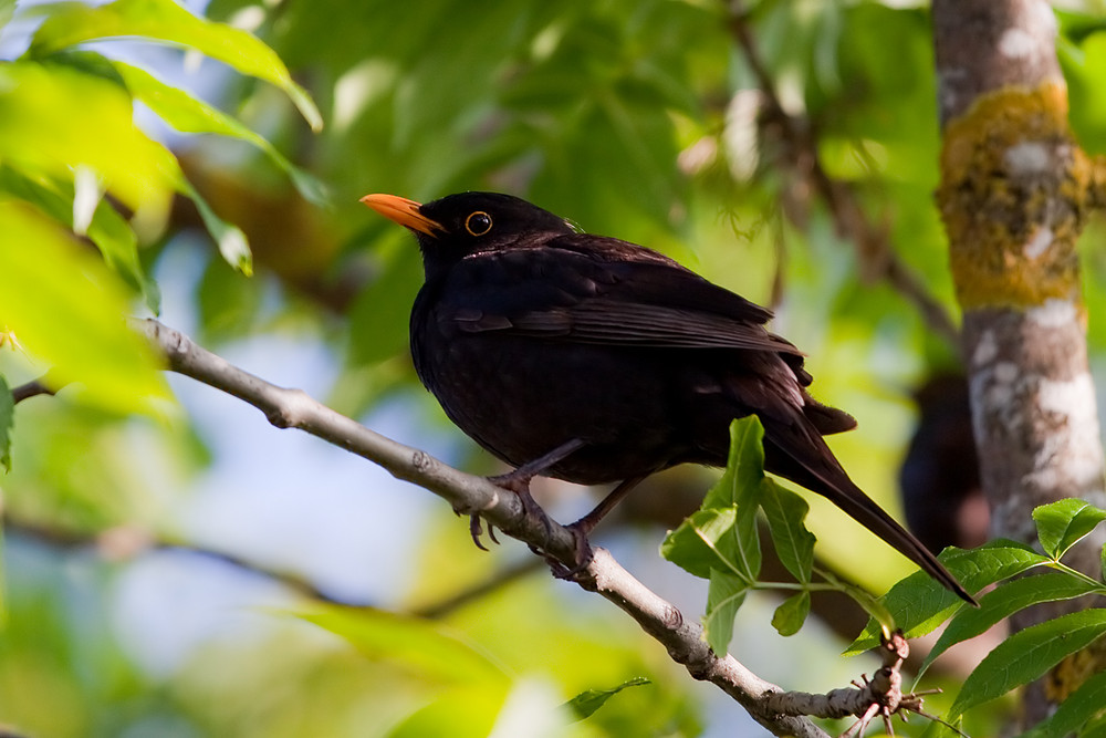 Amsel