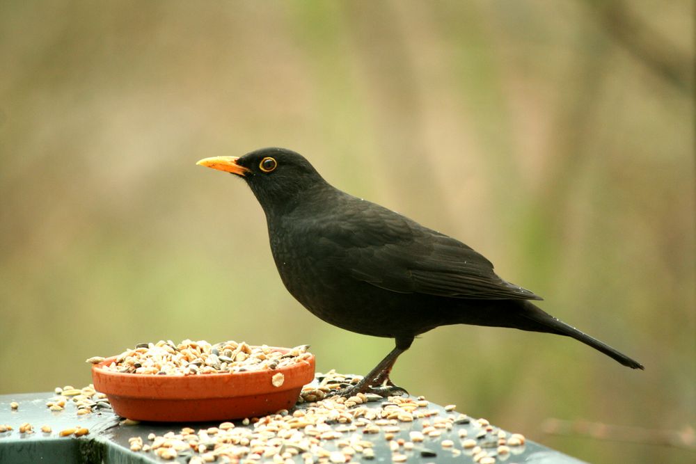 Amsel