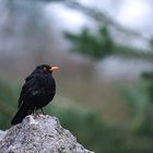 Amsel