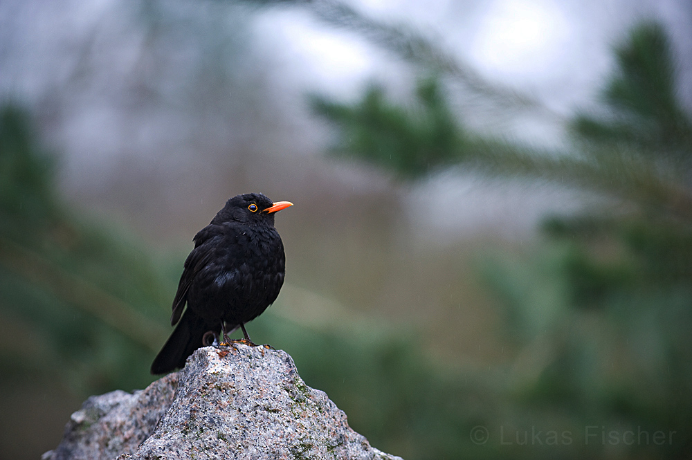 Amsel