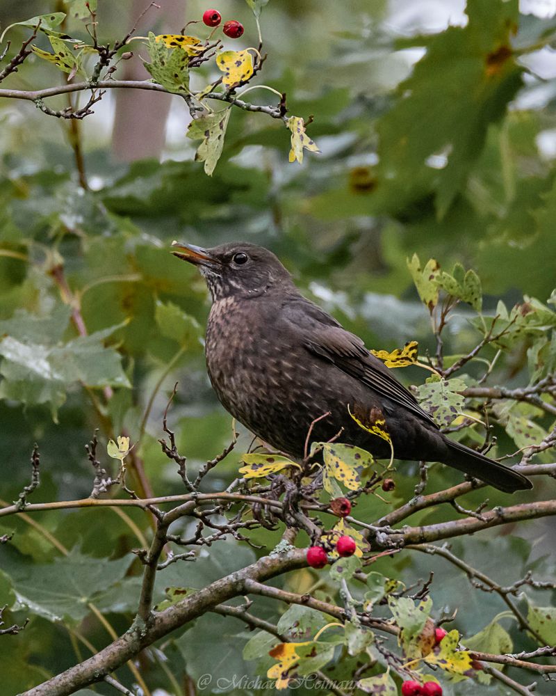 Amsel