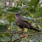 Amsel