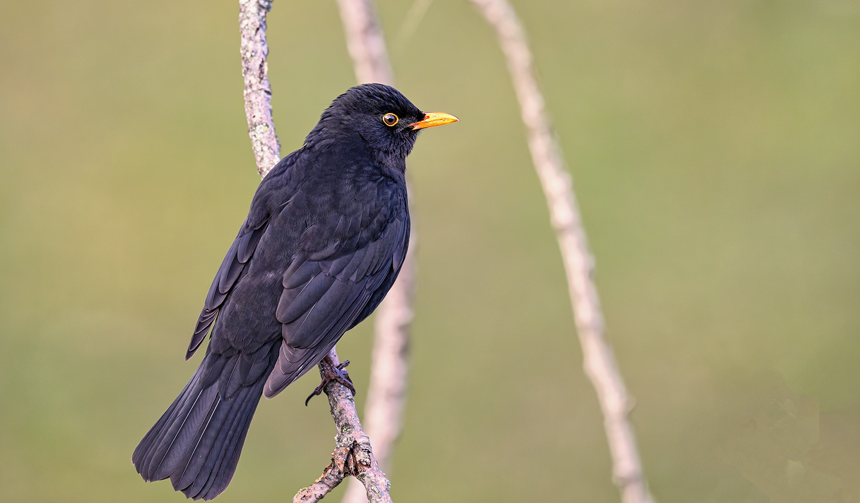 Amsel 