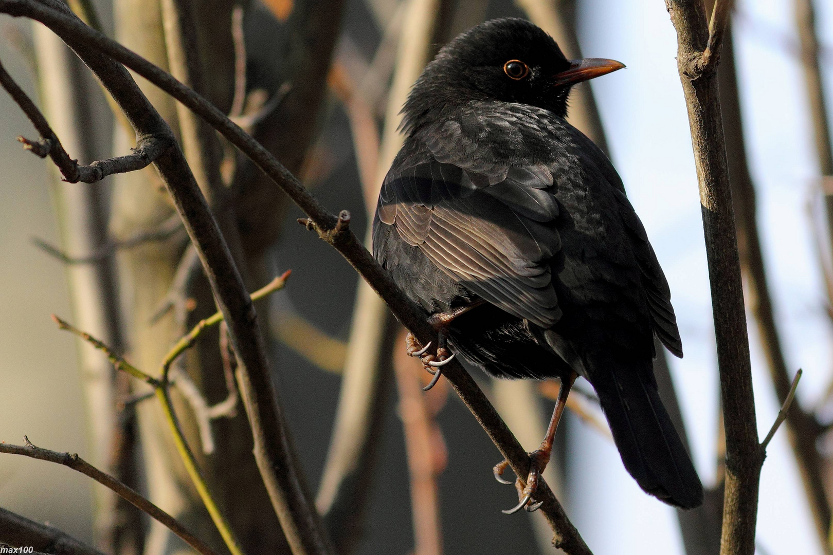 Amsel