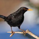 Amsel