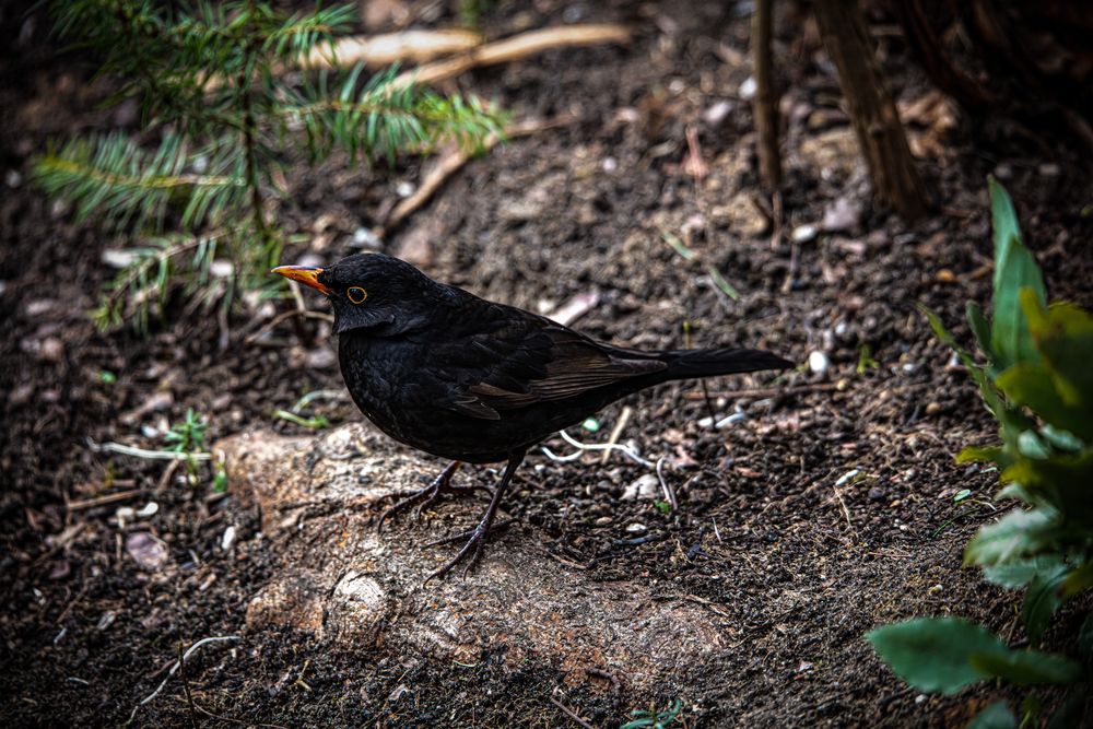 Amsel   