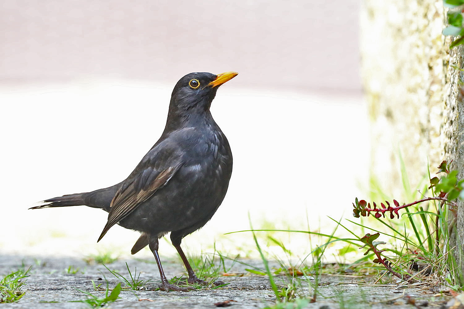 Amsel