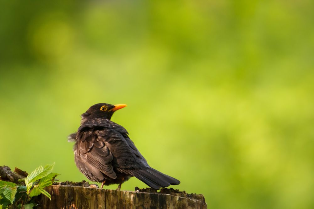 Amsel