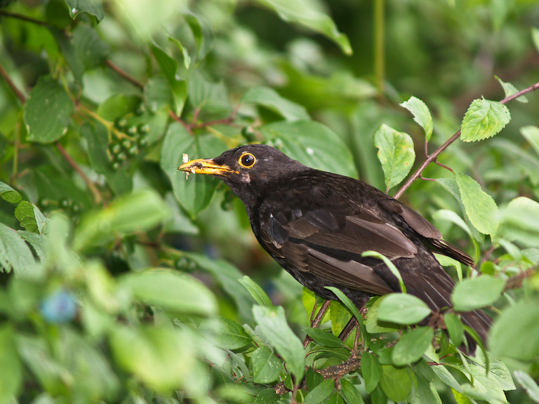 Amsel