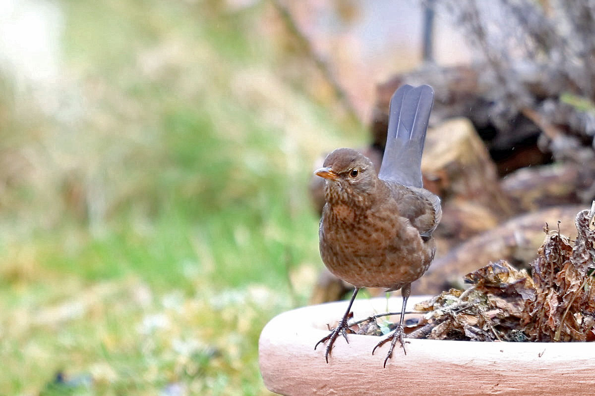 Amsel