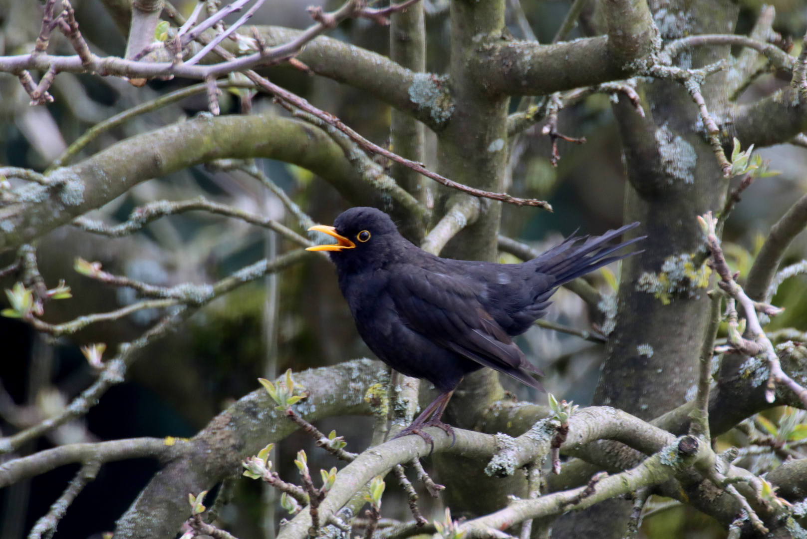 Amsel