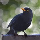 Amsel