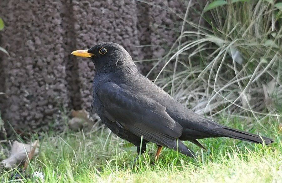 Amsel