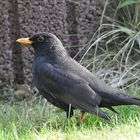 Amsel